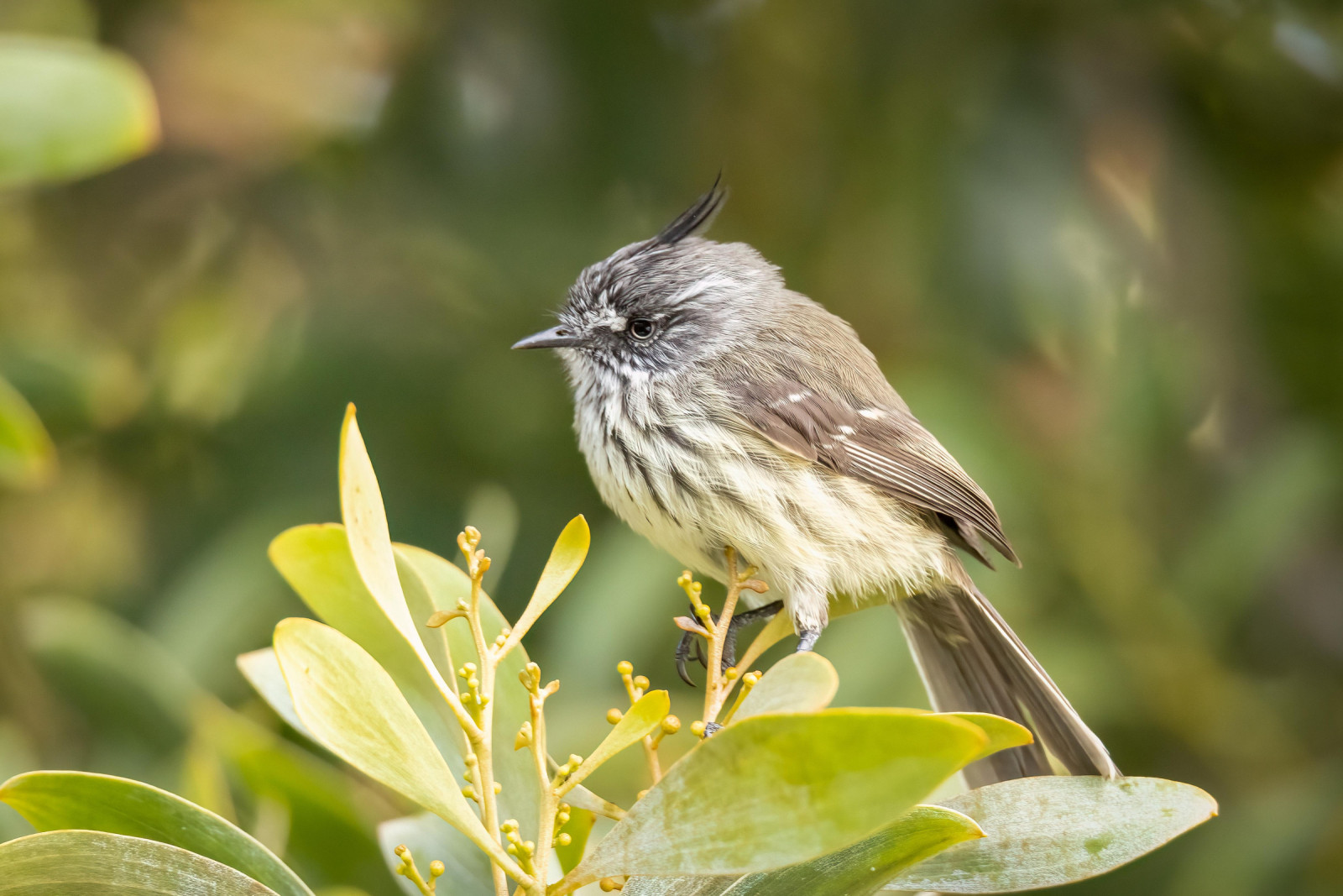image Tufted Tit-Tyrant